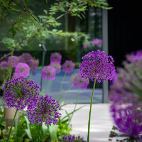 villatuin-allium-3122-min.jpg
