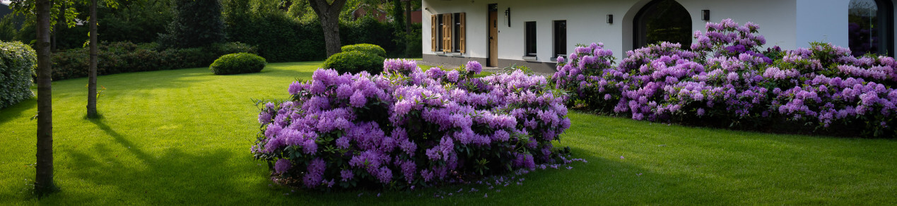 rhododendron-0087.jpg