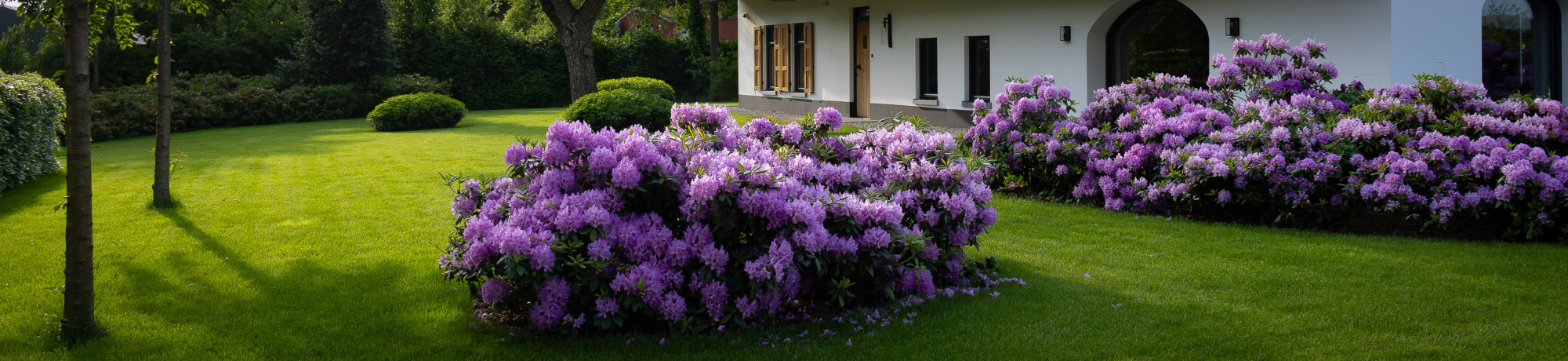 rhododendron-0087.jpg